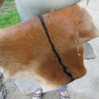 41" x 28-1/2" Goat Hide 