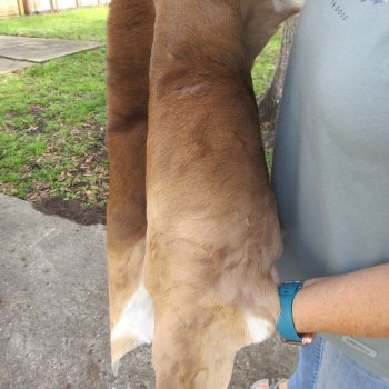 45L x 34-1/2W B-Grade African Impala Skin, Hide