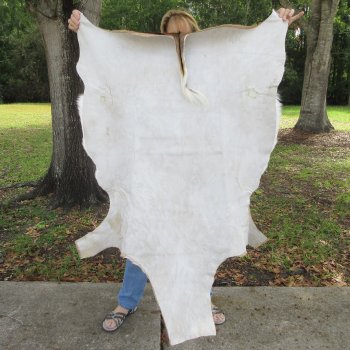 46L x 37W B-Grade African Impala Skin, Hide