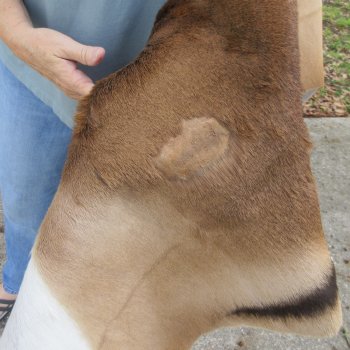 46L x 37W B-Grade African Impala Skin, Hide
