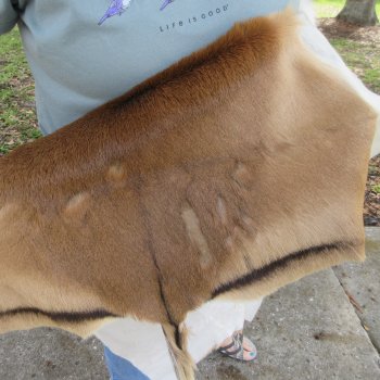 48-1/2L x 34-1/2W B-Grade African Impala Skin, Hide