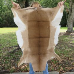 38-1/2L x 29W B-Gra...