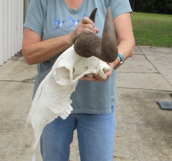 African Blue Wildebeest Skull with 19" Horn Spread - $90 (NO POST OFFICE (USPS) SHIPPING!!)