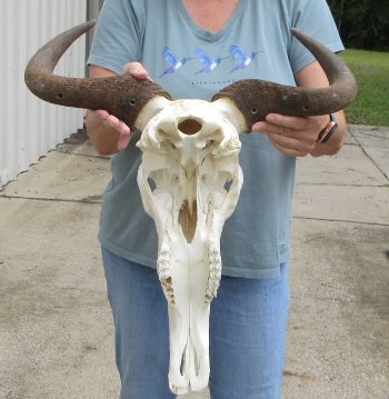 African Blue Wildebeest Skull with 19" Horn Spread - $90 (NO POST OFFICE (USPS) SHIPPING!!)