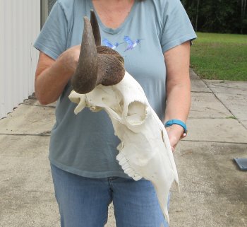 African Blue Wildebeest Skull with 19" Horn Spread - $90 (NO POST OFFICE (USPS) SHIPPING!!)