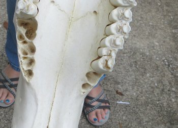African Blue Wildebeest Skull with 19" Horn Spread - $90 (NO POST OFFICE (USPS) SHIPPING!!)