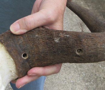 African Blue Wildebeest Skull with 19" Horn Spread - $90 (NO POST OFFICE (USPS) SHIPPING!!)