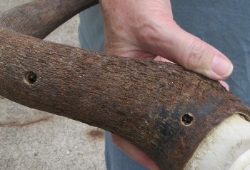 African Blue Wildebeest Skull with 19" Horn Spread - $90 (NO POST OFFICE (USPS) SHIPPING!!)