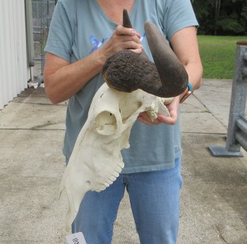 African Blue Wildebeest Skull with 21" Horn Spread - $100 (NO POST OFFICE (USPS) SHIPPING!!)