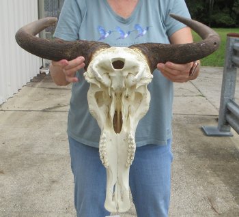 African Blue Wildebeest Skull with 21" Horn Spread - $100 (NO POST OFFICE (USPS) SHIPPING!!)