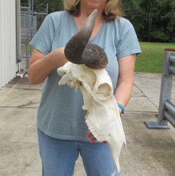 African Blue Wildebeest Skull with 21" Horn Spread - $100 (NO POST OFFICE (USPS) SHIPPING!!)