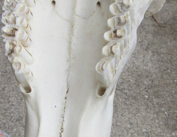 African Blue Wildebeest Skull with 21" Horn Spread - $100 (NO POST OFFICE (USPS) SHIPPING!!)