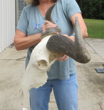 African Blue Wildebeest Skull with 26" Horn Spread - $110 (NO POST OFFICE (USPS) SHIPPING!!)