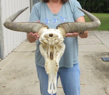 African Blue Wildebeest Skull with 26" Horn Spread - $110 (NO POST OFFICE (USPS) SHIPPING!!)