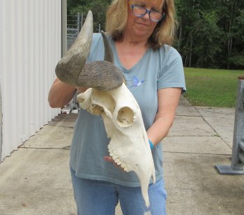 African Blue Wildebeest Skull with 26" Horn Spread - $110 (NO POST OFFICE (USPS) SHIPPING!!)