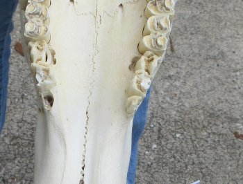 African Blue Wildebeest Skull with 26" Horn Spread - $110 (NO POST OFFICE (USPS) SHIPPING!!)