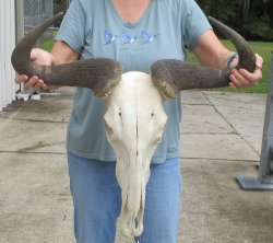 African Blue Wildebeest Skull with 26" Horn Spread - $110 (NO POST OFFICE (USPS) SHIPPING!!)