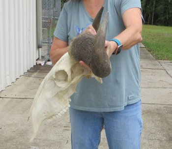 African Blue Wildebeest Skull with 26" Horn Spread - $110 (NO POST OFFICE (USPS) SHIPPING!!)