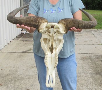 African Blue Wildebeest Skull with 26" Horn Spread - $110 (NO POST OFFICE (USPS) SHIPPING!!)