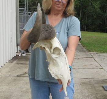 African Blue Wildebeest Skull with 26" Horn Spread - $110 (NO POST OFFICE (USPS) SHIPPING!!)