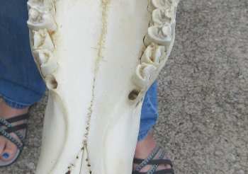 African Blue Wildebeest Skull with 26" Horn Spread - $110 (NO POST OFFICE (USPS) SHIPPING!!)