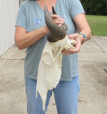 African Blue Wildebeest Skull with 19" Horn Spread - $100 (NO POST OFFICE (USPS) SHIPPING!!)