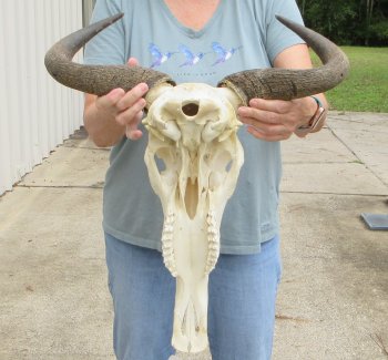 African Blue Wildebeest Skull with 19" Horn Spread - $100 (NO POST OFFICE (USPS) SHIPPING!!)