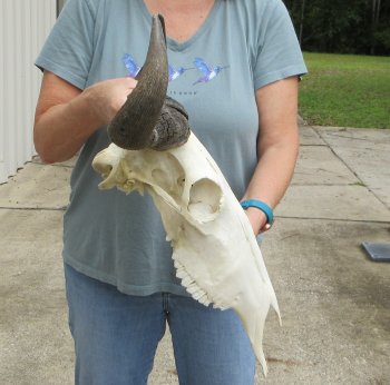 African Blue Wildebeest Skull with 19" Horn Spread - $100 (NO POST OFFICE (USPS) SHIPPING!!)