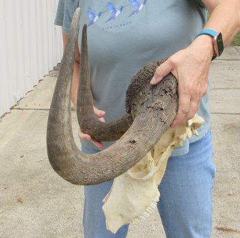 Craft-Grade Black Wildebeest Skull with 20" Horns - $65 (NO POST OFFICE (USPS) SHIPPING!!) 