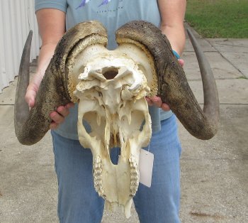 Craft-Grade Black Wildebeest Skull with 20" Horns - $65 (NO POST OFFICE (USPS) SHIPPING!!) 