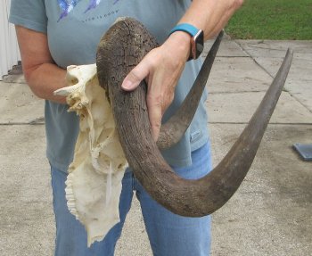 Craft-Grade Black Wildebeest Skull with 20" Horns - $65 (NO POST OFFICE (USPS) SHIPPING!!) 