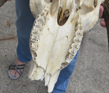 Craft-Grade Black Wildebeest Skull with 20" Horns - $65 (NO POST OFFICE (USPS) SHIPPING!!) 