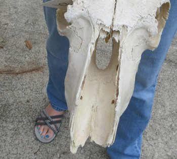 Craft-Grade Black Wildebeest Skull with 20" Horns - $65 (NO POST OFFICE (USPS) SHIPPING!!) 