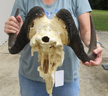 Craft-Grade Black Wildebeest Skull with 17" Horns - $55 (NO POST OFFICE (USPS) SHIPPING!!) 
