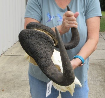 Craft-Grade Black Wildebeest Skull with 17" Horns - $55 (NO POST OFFICE (USPS) SHIPPING!!) 