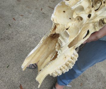 Craft-Grade Black Wildebeest Skull with 17" Horns - $55 (NO POST OFFICE (USPS) SHIPPING!!) 