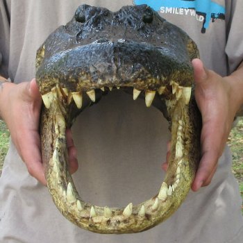 18 inch Alligator Head 
