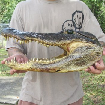 18 inch Alligator Head 