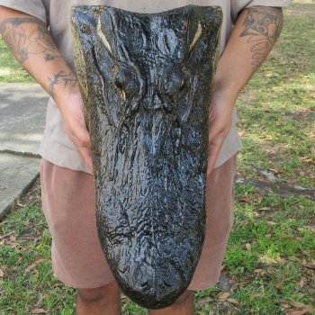 18 inch Alligator Head 