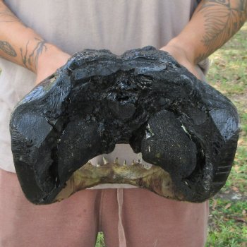 18 inch Alligator Head 