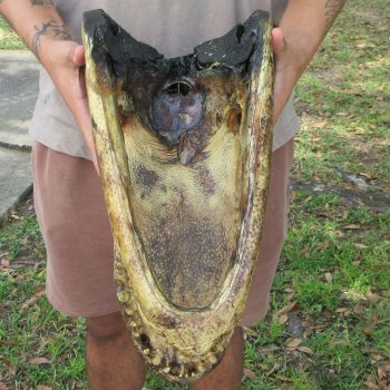 18 inch Alligator Head 