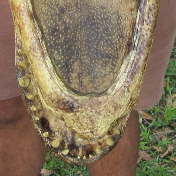 18 inch Alligator Head 