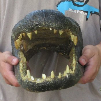 16 inch Alligator Head 