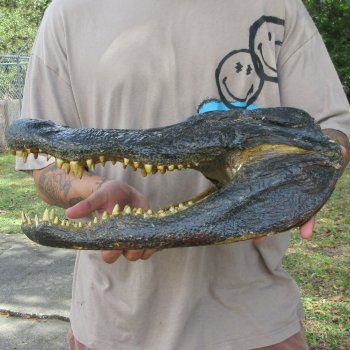 16 inch Alligator Head 