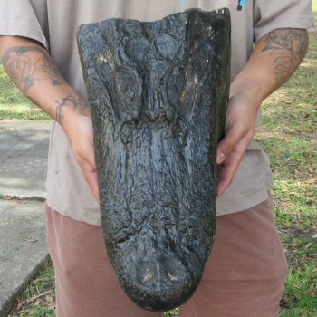 16 inch Alligator Head 