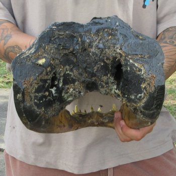 16 inch Alligator Head 