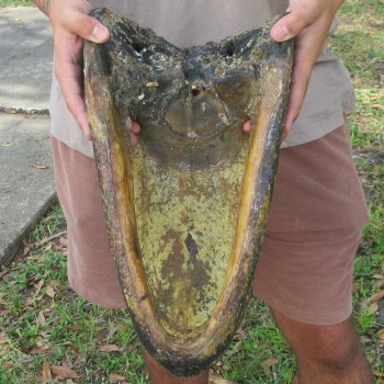 16 inch Alligator Head 
