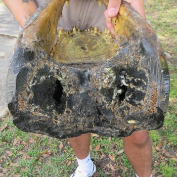 16 inch Alligator Head 