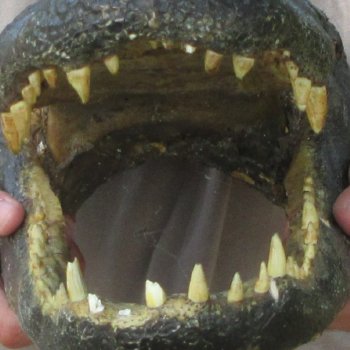 16 inch Alligator Head 