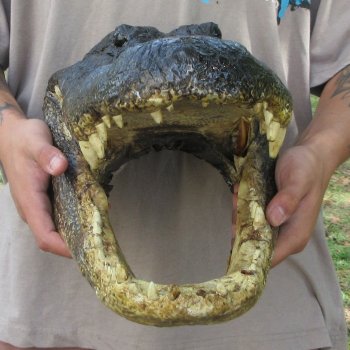 17 inch Alligator Head 